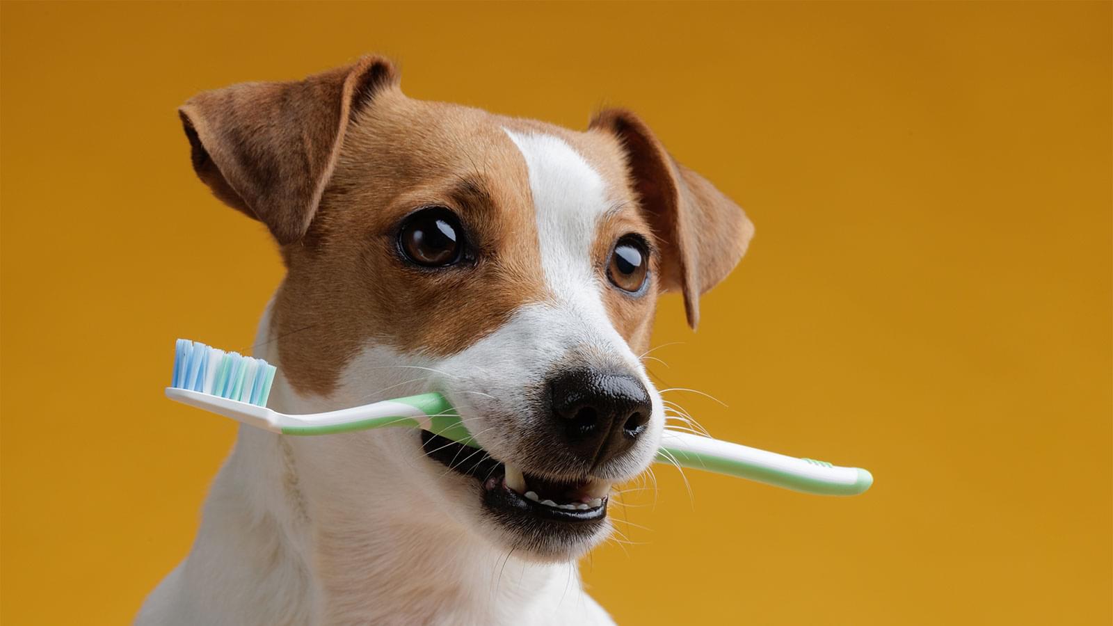 Dog brushing teeths